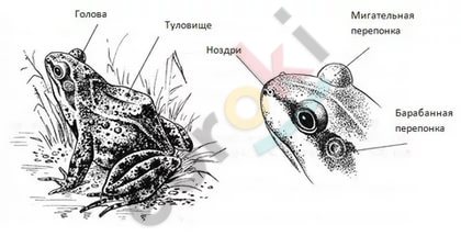 https://im0-tub-ru.yandex.net/i?id=30575637f897e053d14935f067ea7b51&n=33&h=215&w=420