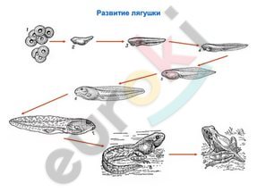 https://im0-tub-ru.yandex.net/i?id=76c88b10a59a788c77c7c646ce1c6465&n=33&h=215&w=287