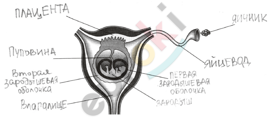 Diagram Description automatically generated