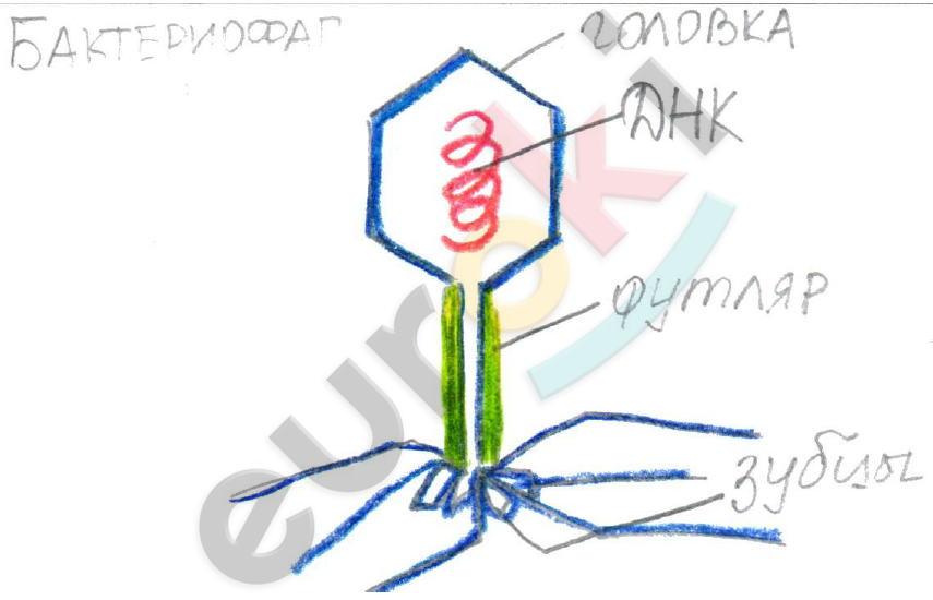 Diagram Description automatically generated