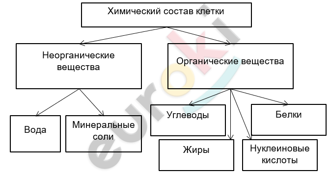 ГДЗ Стр. 21 Биология 5 класс Пасечник. С шишкой Дрофа Рабочая тетрадь