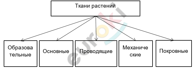 ГДЗ Стр. 25 Биология 5 класс Пасечник. С шишкой Дрофа Рабочая тетрадь ...