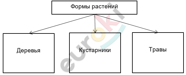 ГДЗ Стр. 49 Биология 5 класс Пасечник. С шишкой Дрофа Рабочая тетрадь