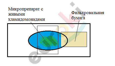 Diagram Description automatically generated