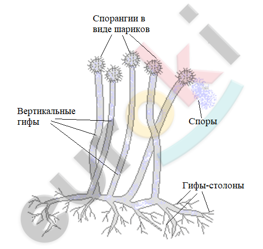 Diagram Description automatically generated