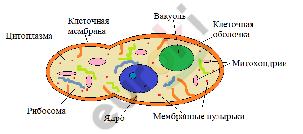 A diagram of a cell Description automatically generated