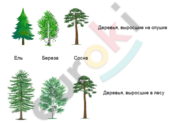 A group of trees with text Description automatically generated
