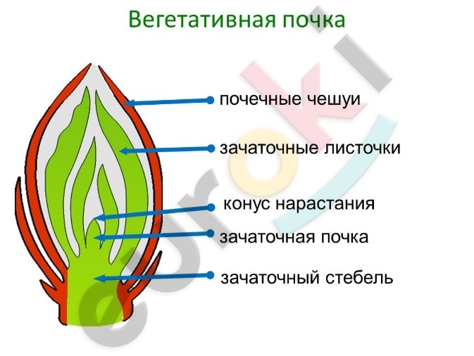 A diagram of a plant Description automatically generated