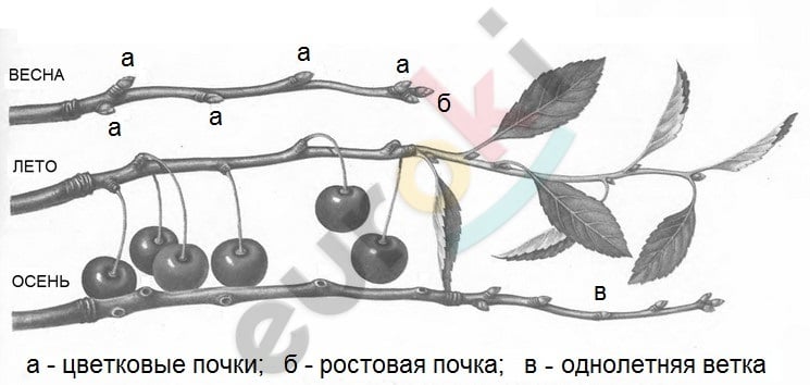A black and white drawing of a cherry tree Description automatically generated