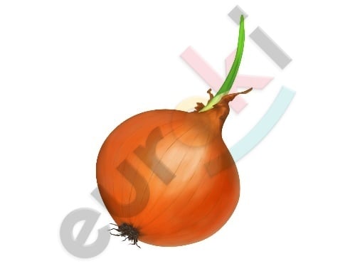A close-up of a onion Description automatically generated