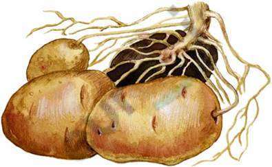 A close-up of potatoes Description automatically generated