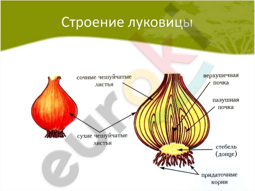 A diagram of onion and its parts Description automatically generated