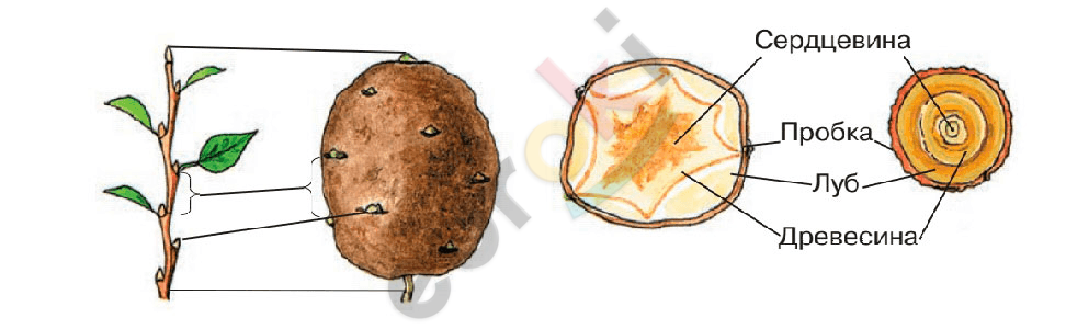A potato with a hole in the center Description automatically generated with medium confidence