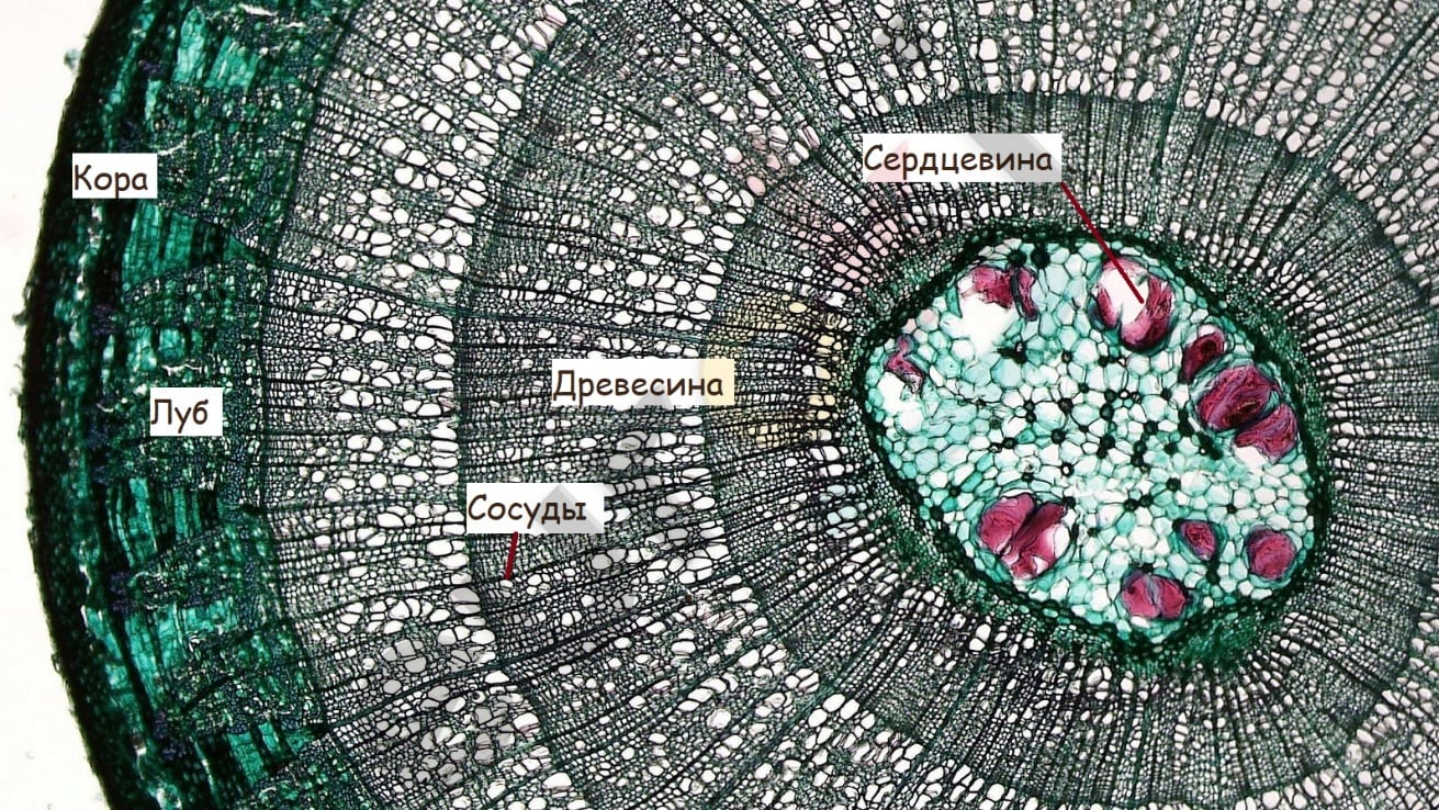A cross section of a plant stem Description automatically generated