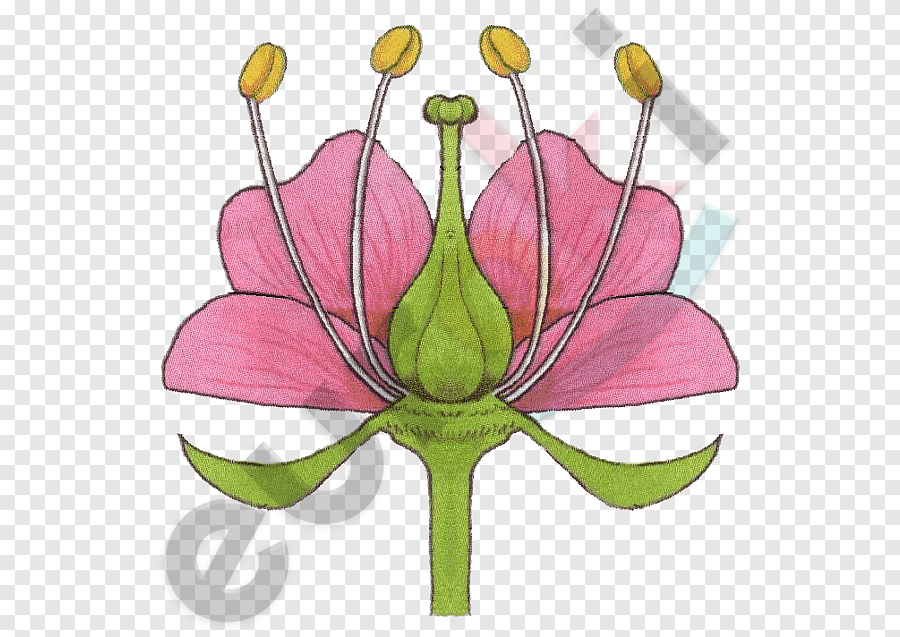png-clipart-petal-flower-stamen-plants-lesson-flower-botany-presentation.png