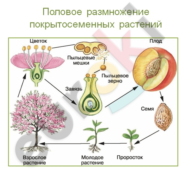 https://100urokov.ru/images/biology/5klass/8urok/20-razmnozhenie-pokrytosemennyh.png