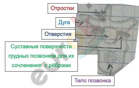 Изображение выглядит как текст, снимок экрана, диаграмма, линия Автоматически созданное описание