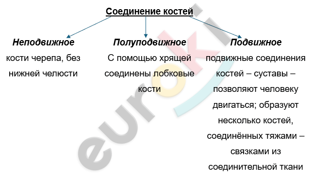 Изображение выглядит как текст, снимок экрана, Шрифт, линия Автоматически созданное описание