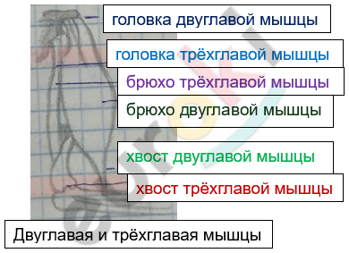 Изображение выглядит как текст, снимок экрана, линия, Шрифт Автоматически созданное описание