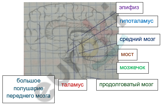 Изображение выглядит как текст, диаграмма, снимок экрана, линия Автоматически созданное описание