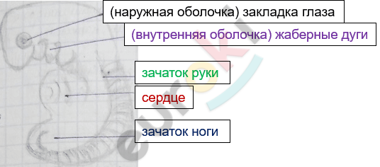 Изображение выглядит как текст, снимок экрана, Шрифт, диаграмма Автоматически созданное описание