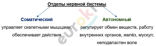 Изображение выглядит как текст, снимок экрана, Шрифт, линия Автоматически созданное описание