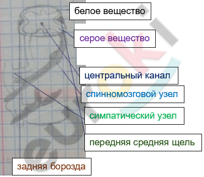 Изображение выглядит как текст, снимок экрана, диаграмма, линия Автоматически созданное описание