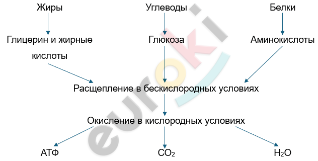 Изображение выглядит как текст, снимок экрана, линия, Шрифт Автоматически созданное описание