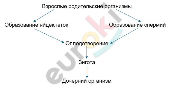 Изображение выглядит как текст, снимок экрана, линия, Шрифт Автоматически созданное описание