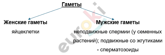 Изображение выглядит как текст, снимок экрана, Шрифт, линия Автоматически созданное описание