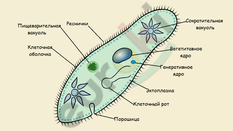 Пищеварительная вакуоль строение. Сократительная вакуоль у амёбы. Сократительная пищеварительная вакуоль. Сократительная пищеварительная вакуоль. Строение сократительной вакуоли инфузории.